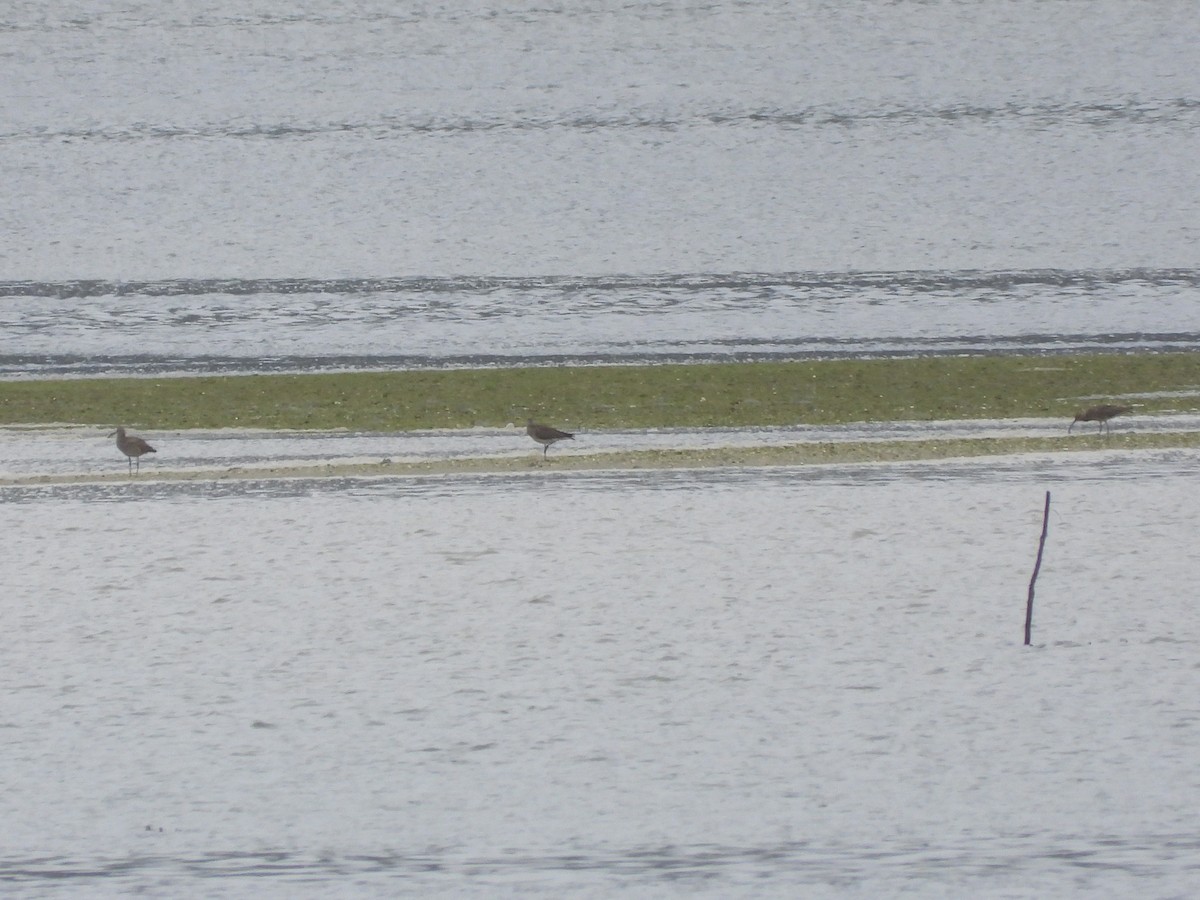 Whimbrel (White-rumped) - ML639304074