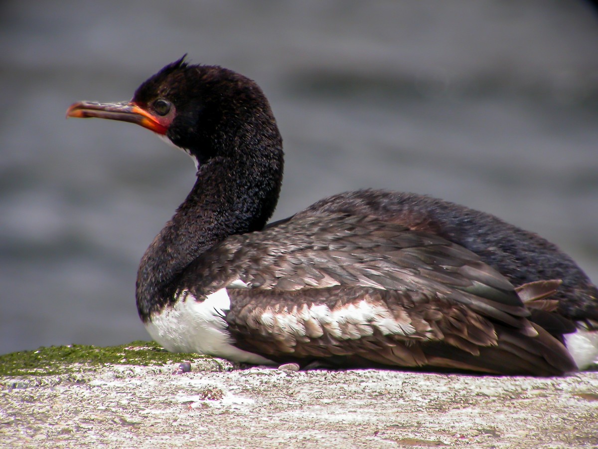Campbell Islands Shag - ML639304075
