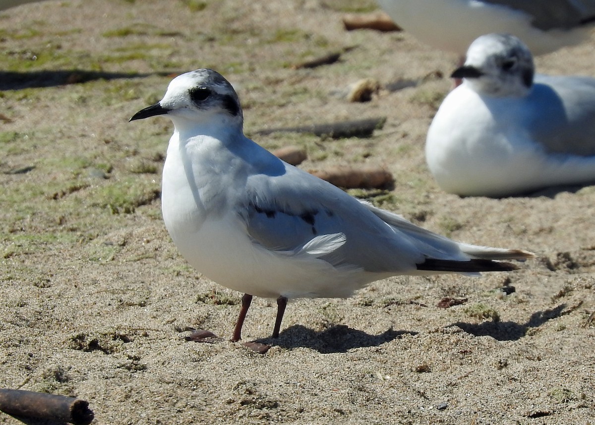 Little Gull - ML639304114