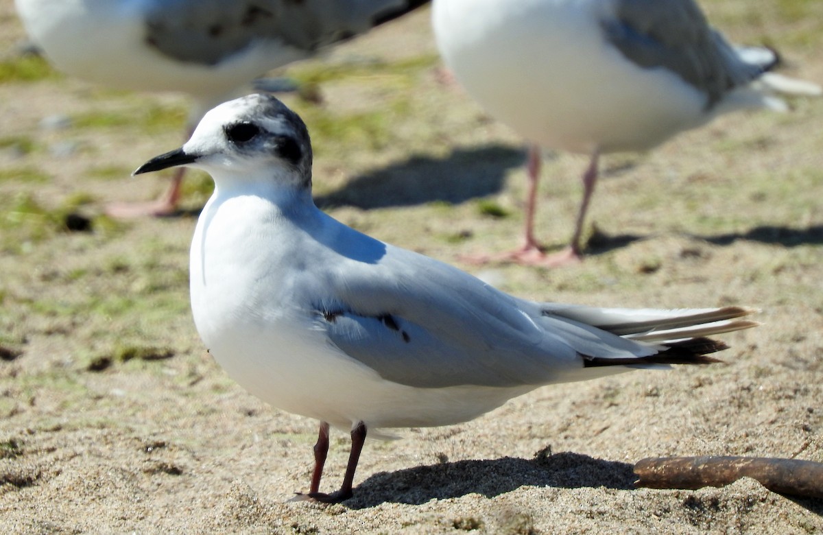 Little Gull - ML639304119