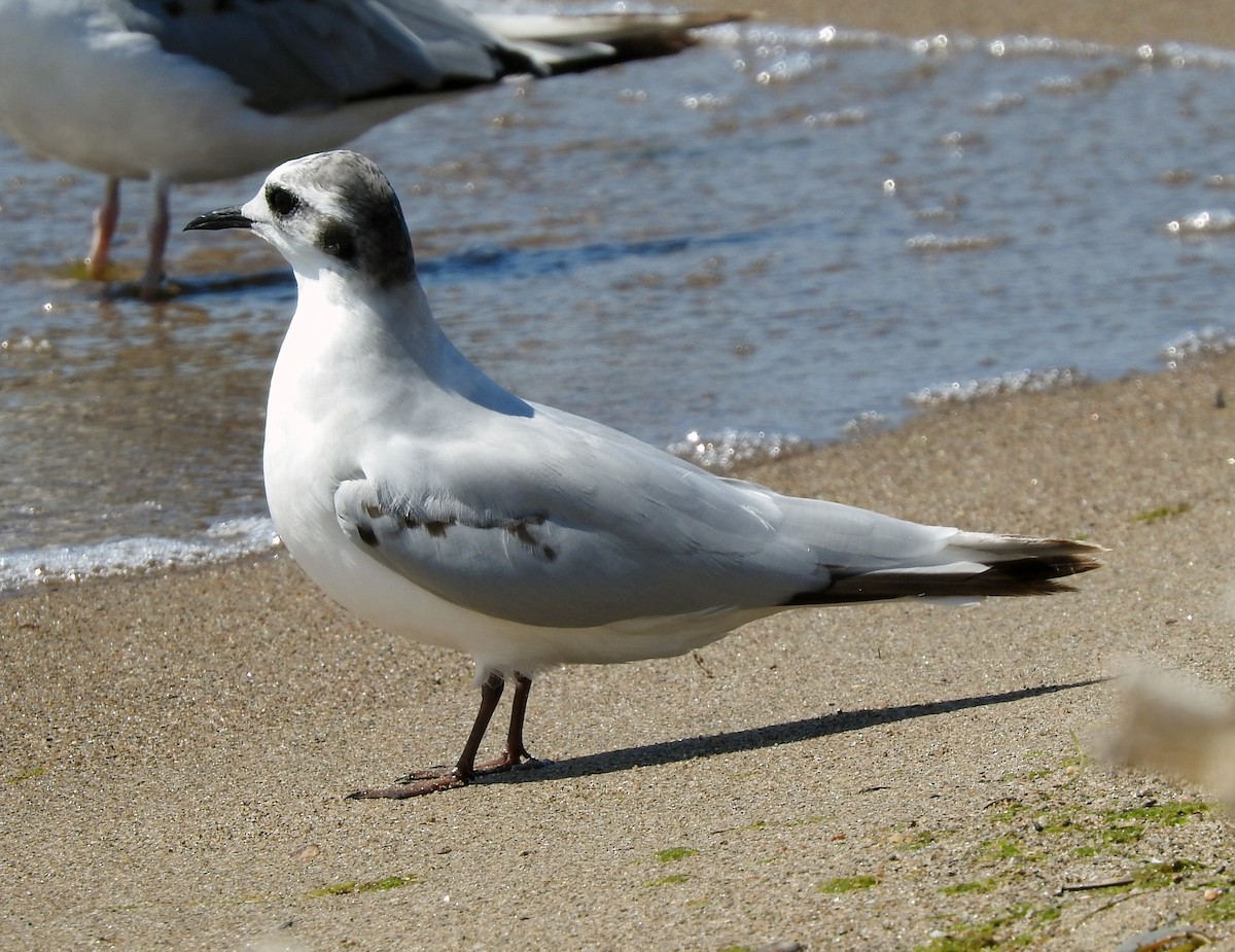 Little Gull - ML639304129