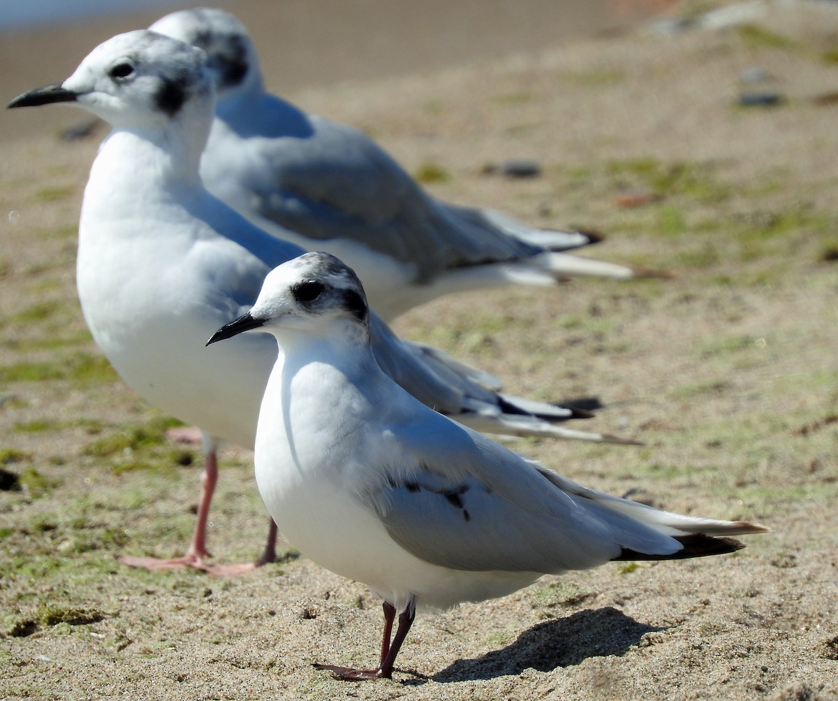 Little Gull - ML639304132