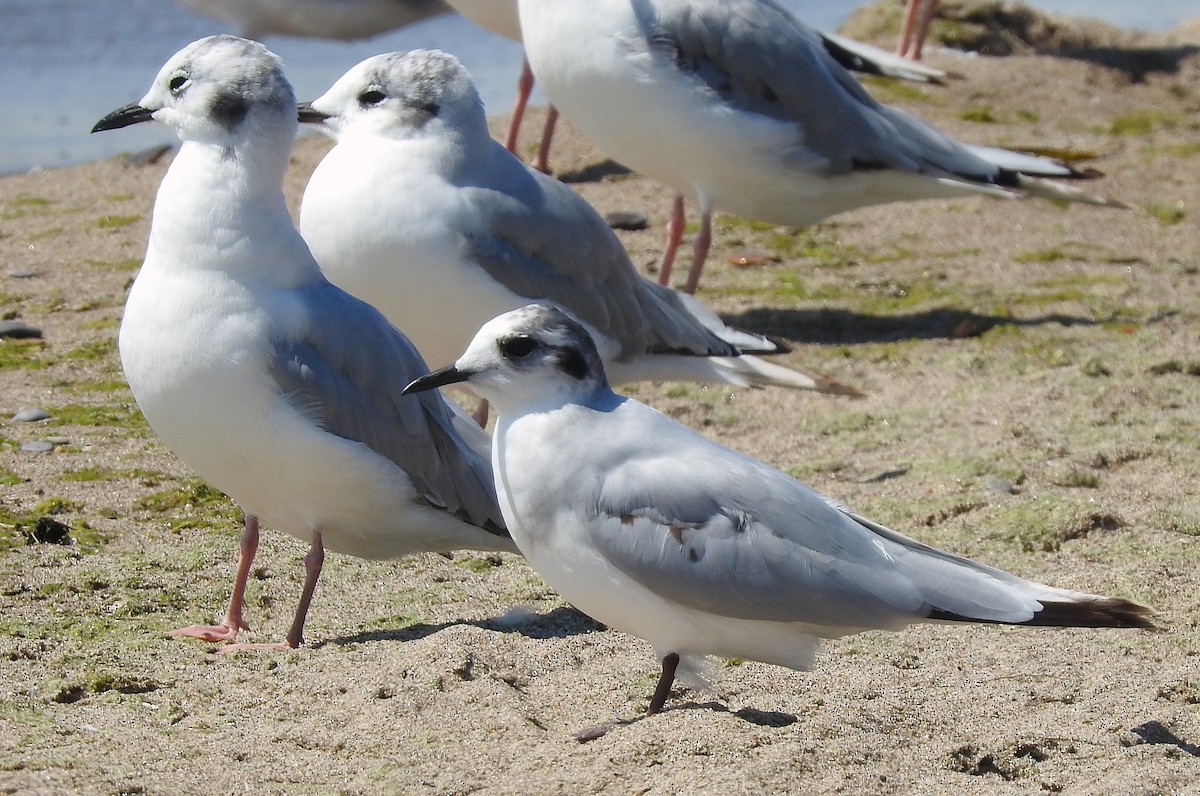 Little Gull - ML639304140