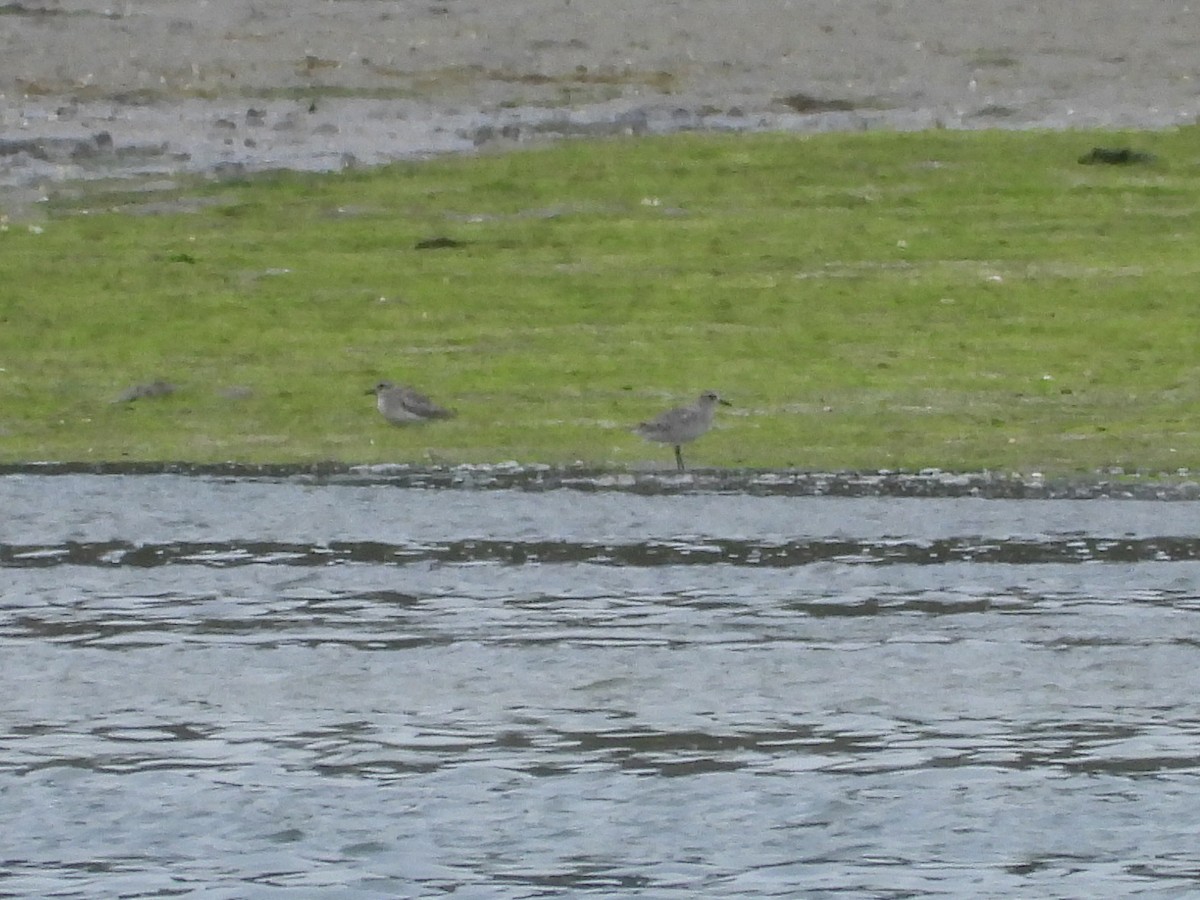 Black-bellied Plover - ML639304141