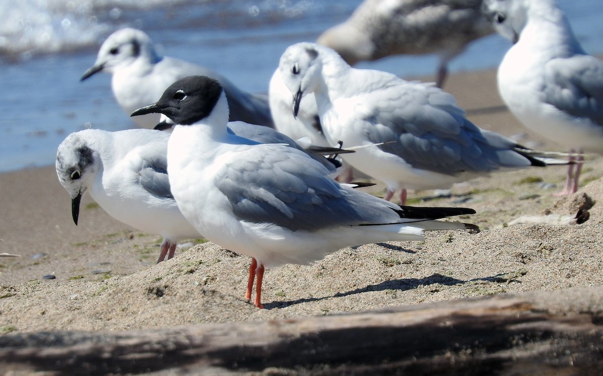 Bonaparte's Gull - ML639304149