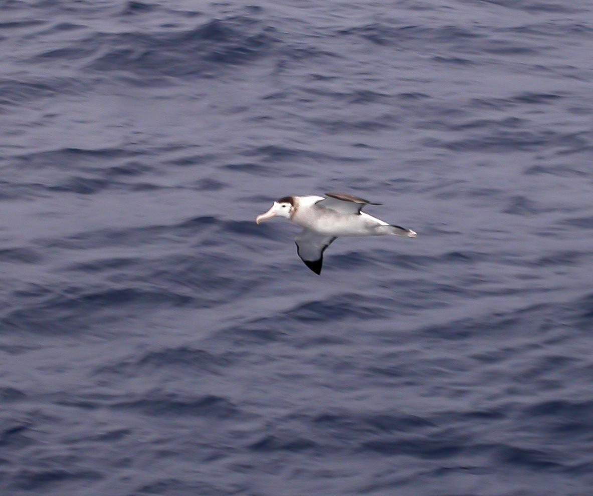 Antipodean Albatross - ML639304159