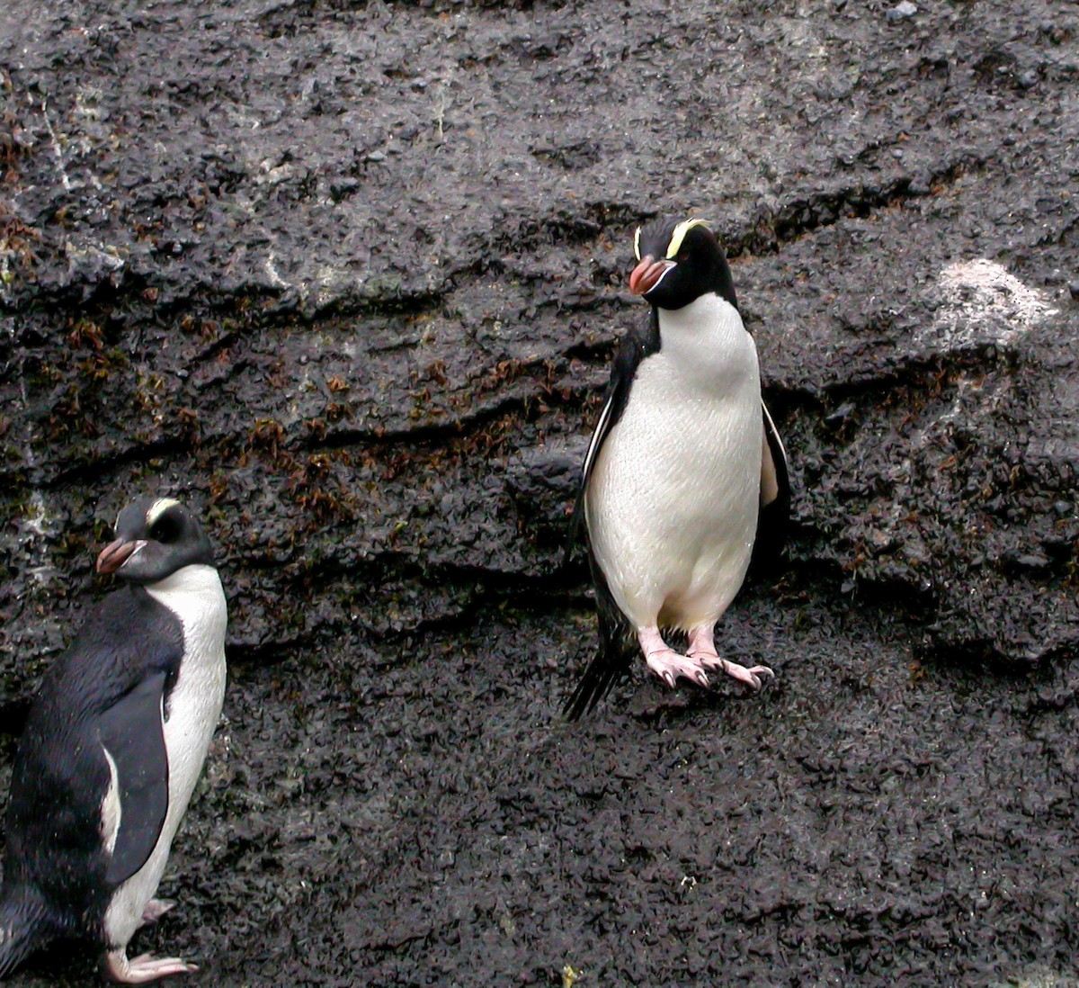 Erect-crested Penguin - ML639304171