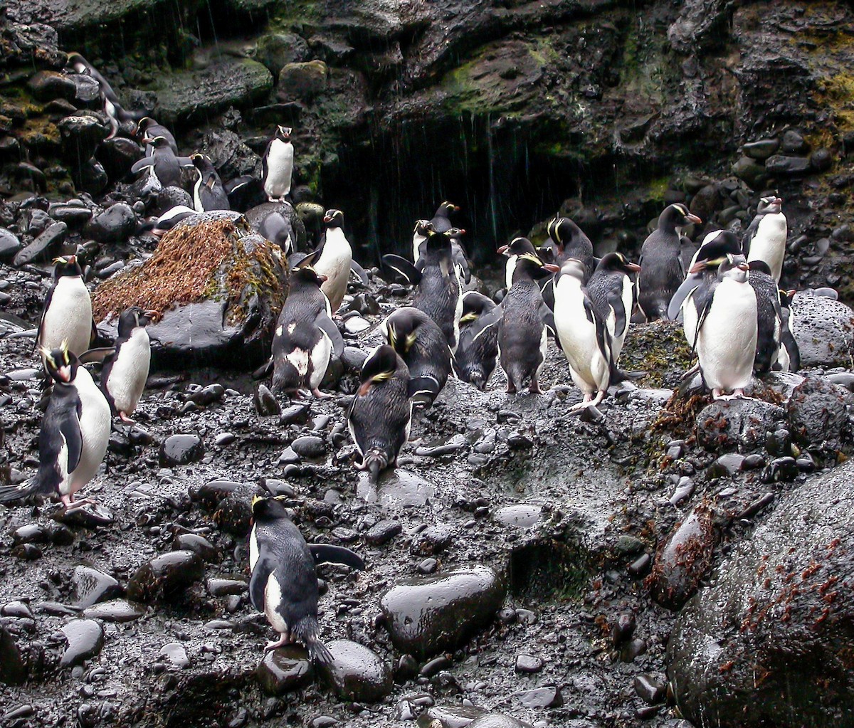 Erect-crested Penguin - ML639304172