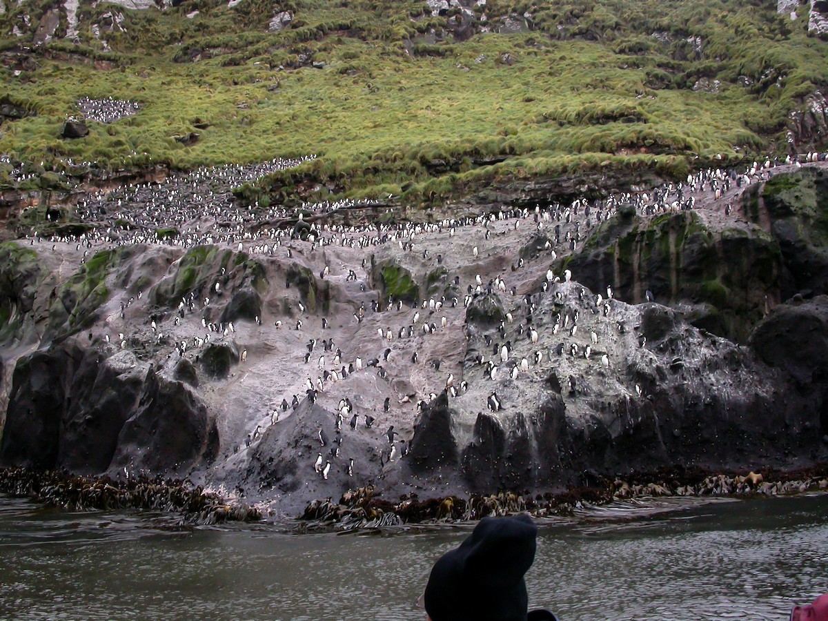 Erect-crested Penguin - ML639304173