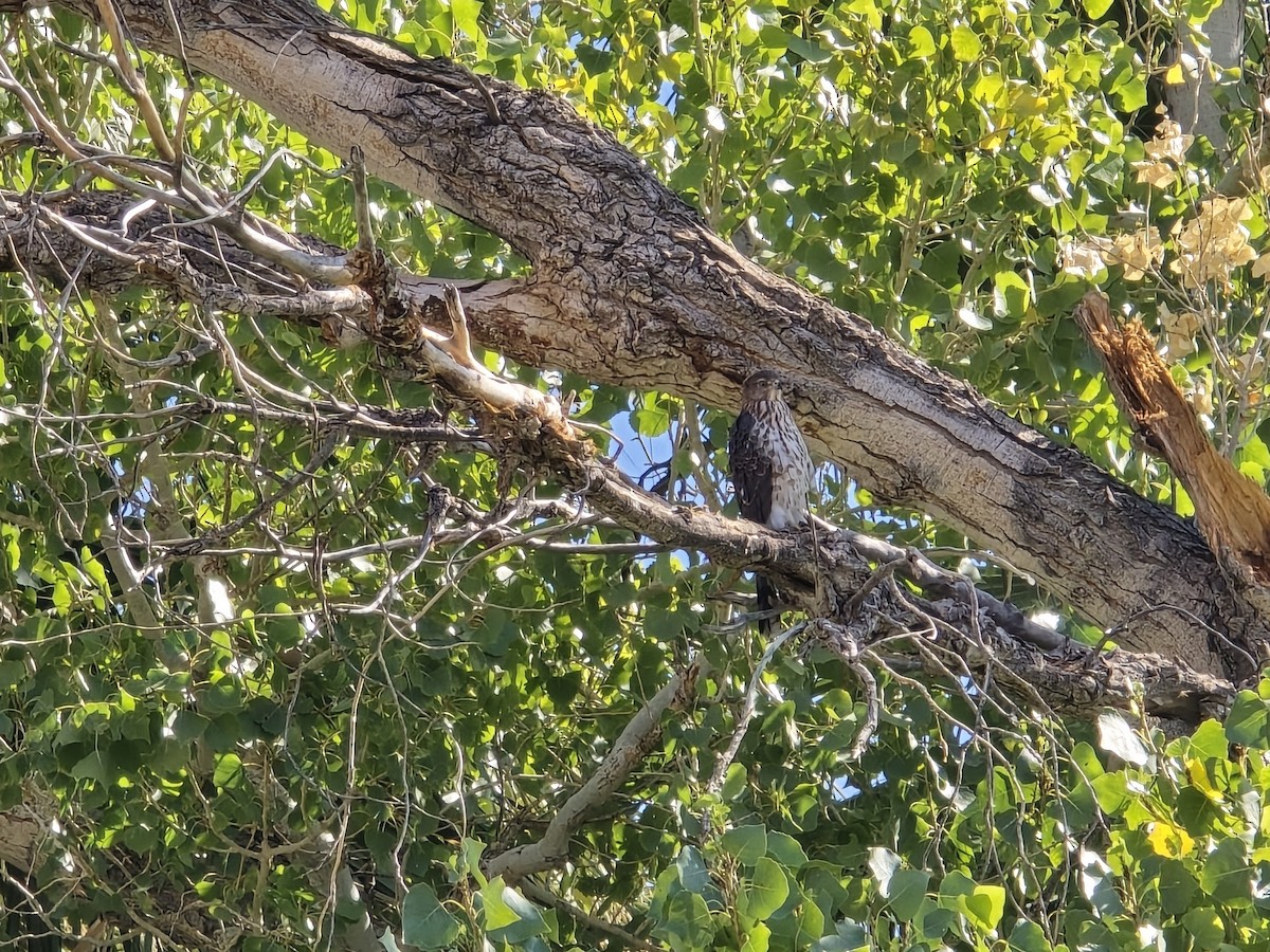 Rundschwanzhabicht - ML639304196