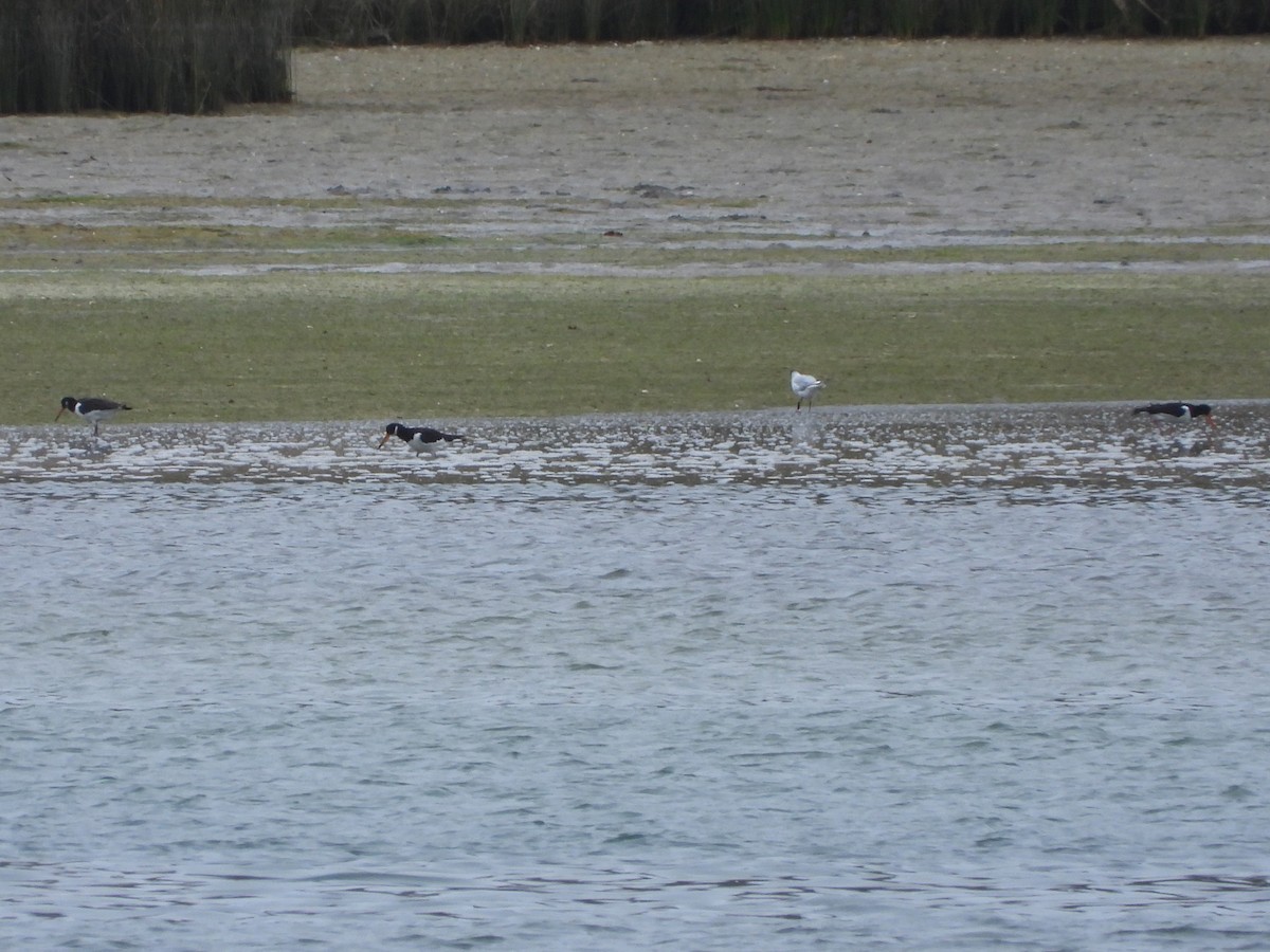 Eurasian Oystercatcher - ML639304213