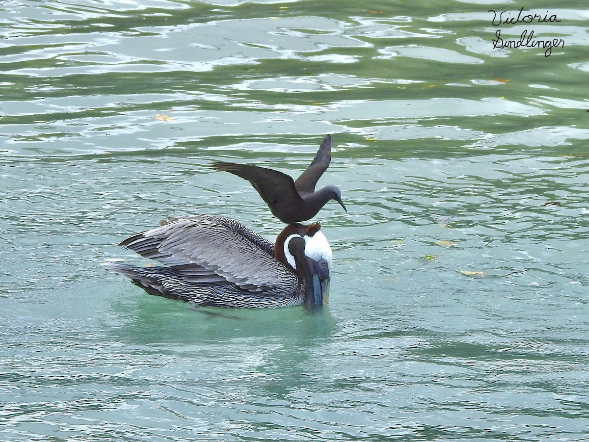 Brown Noddy - ML639304268