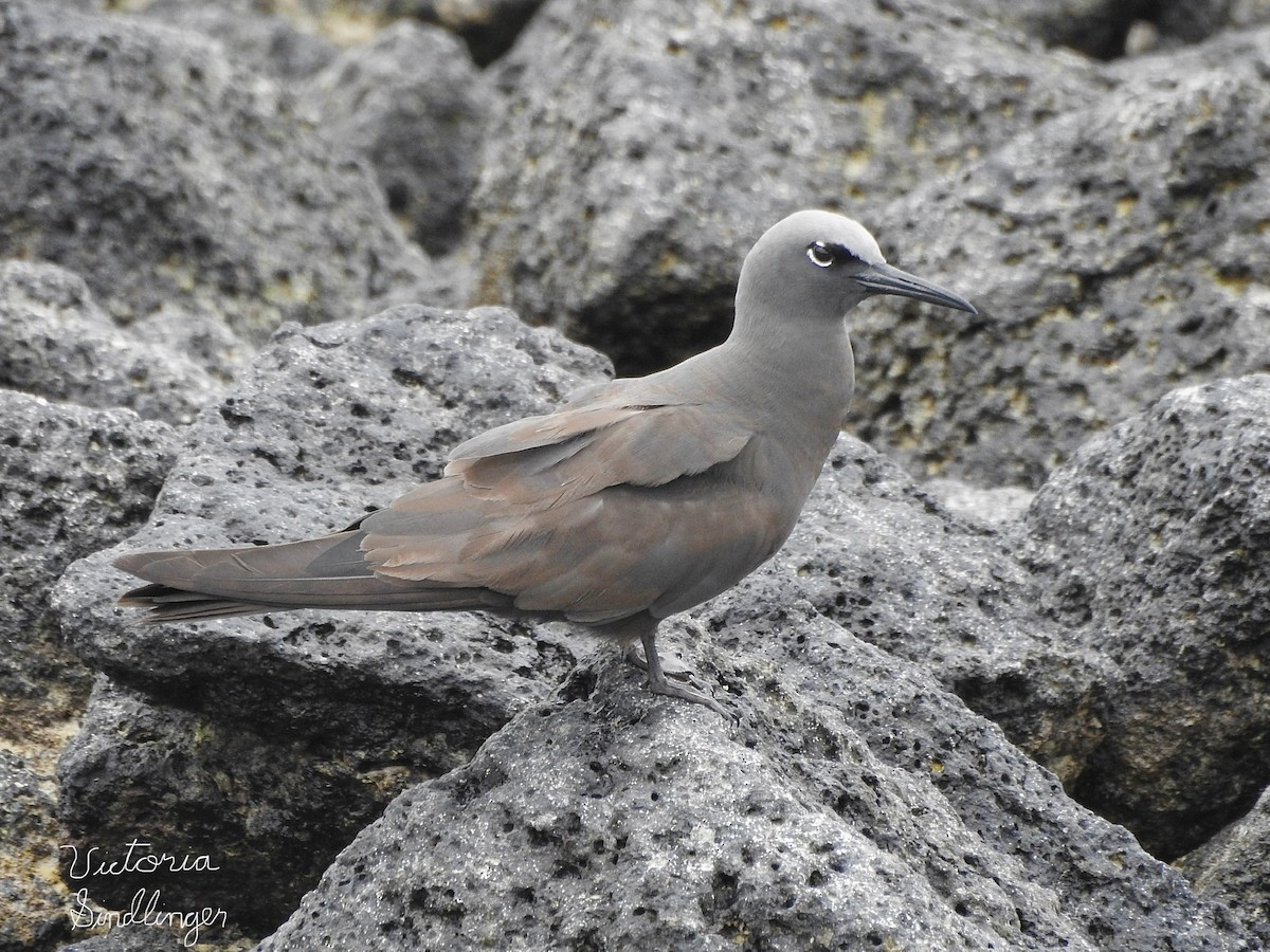 Brown Noddy - ML639304269