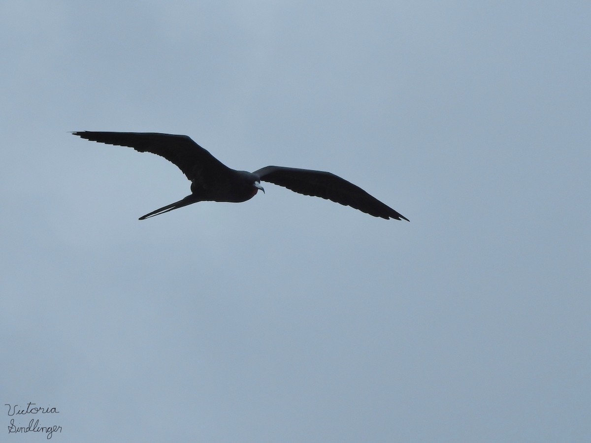 frigatebird sp. - ML639304274