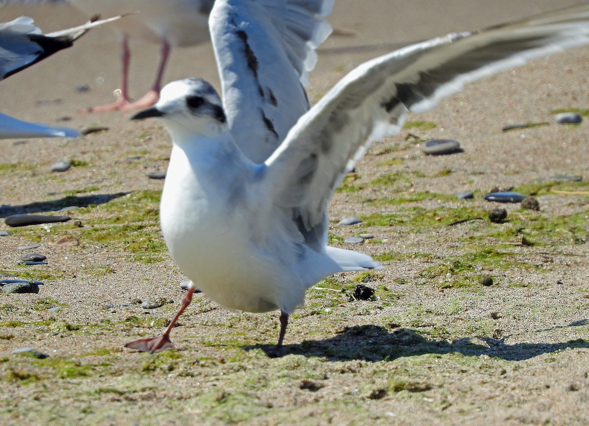 Little Gull - ML639304283