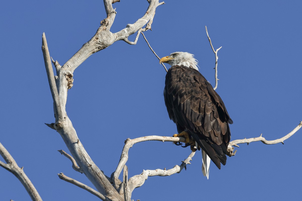 Bald Eagle - ML639304287