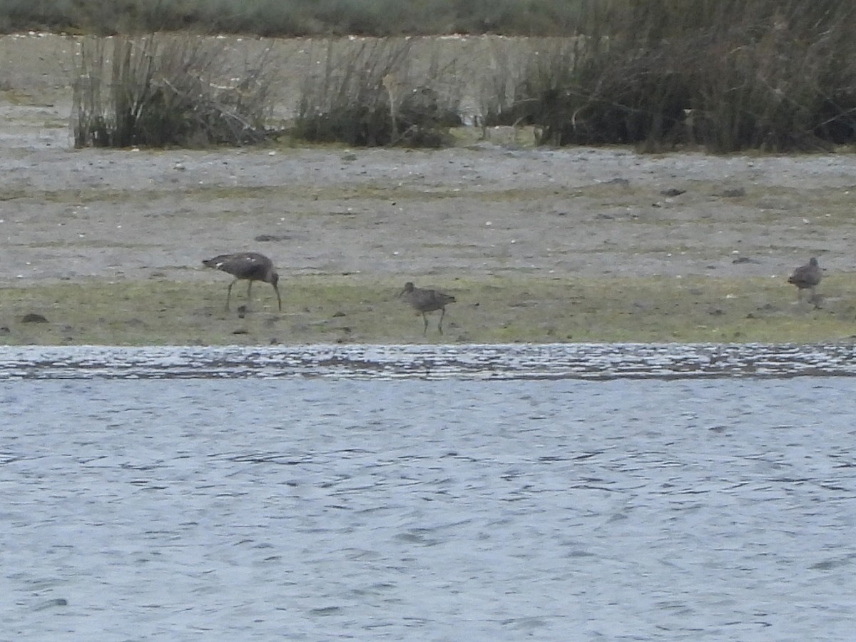 Eurasian Curlew - ML639304384
