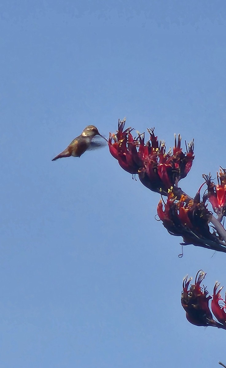 Rufous Hummingbird - ML639304414