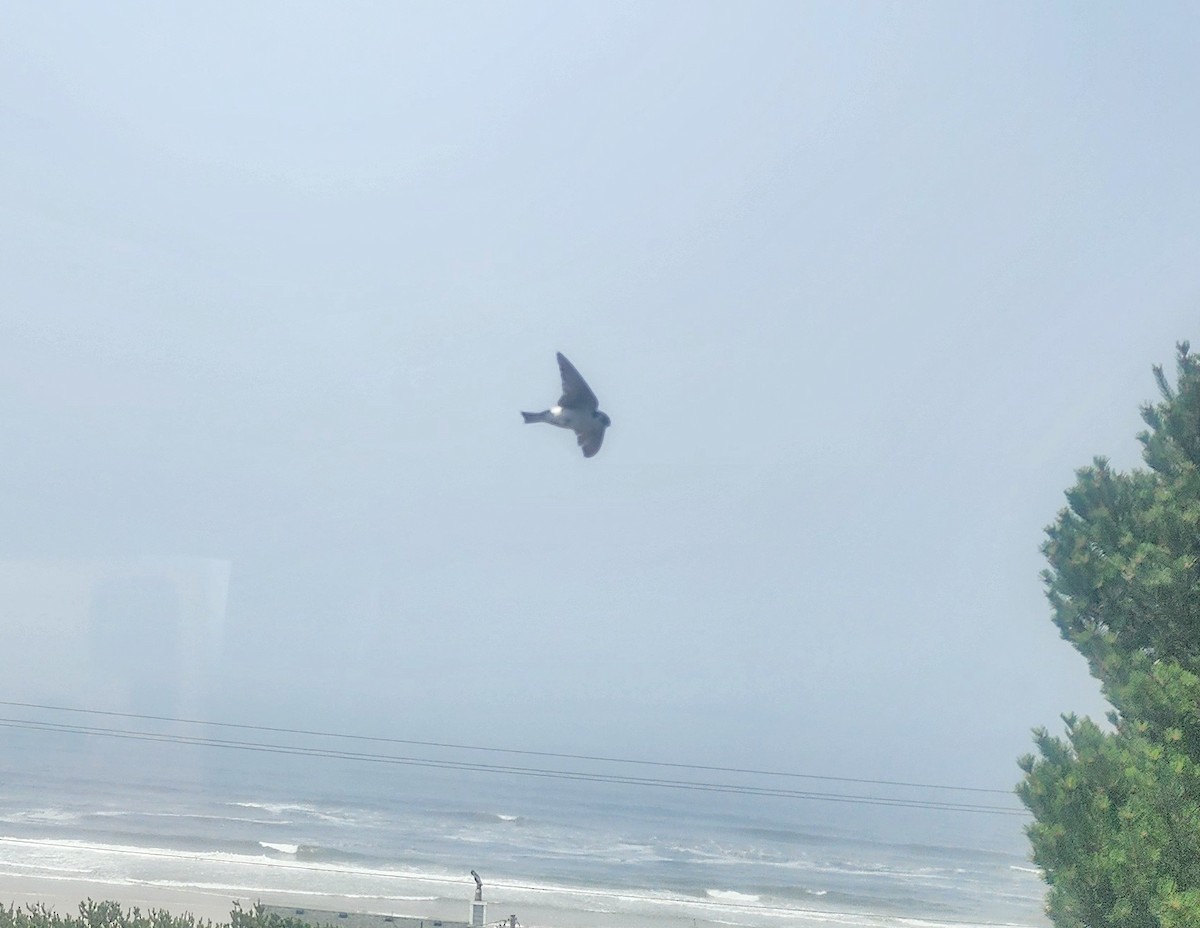 Violet-green Swallow - ML639304420