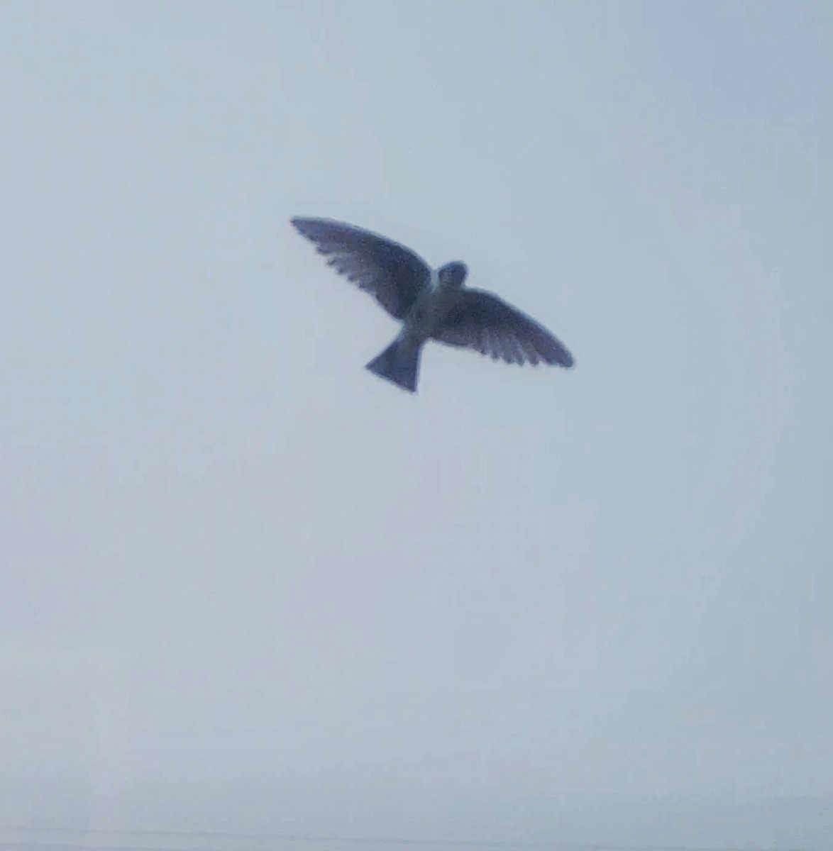 Violet-green Swallow - ML639304421