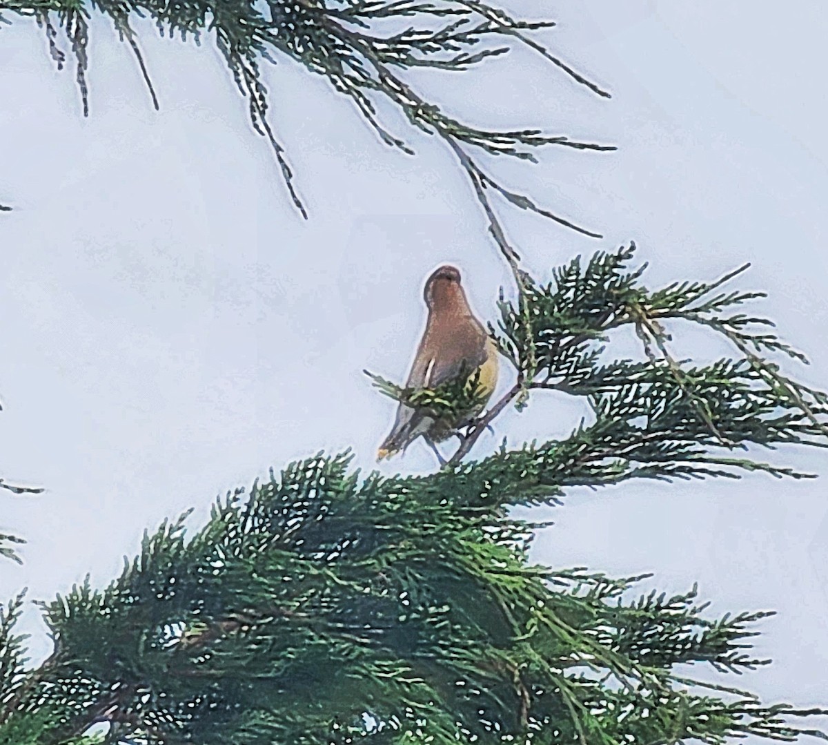 Cedar Waxwing - ML639304430