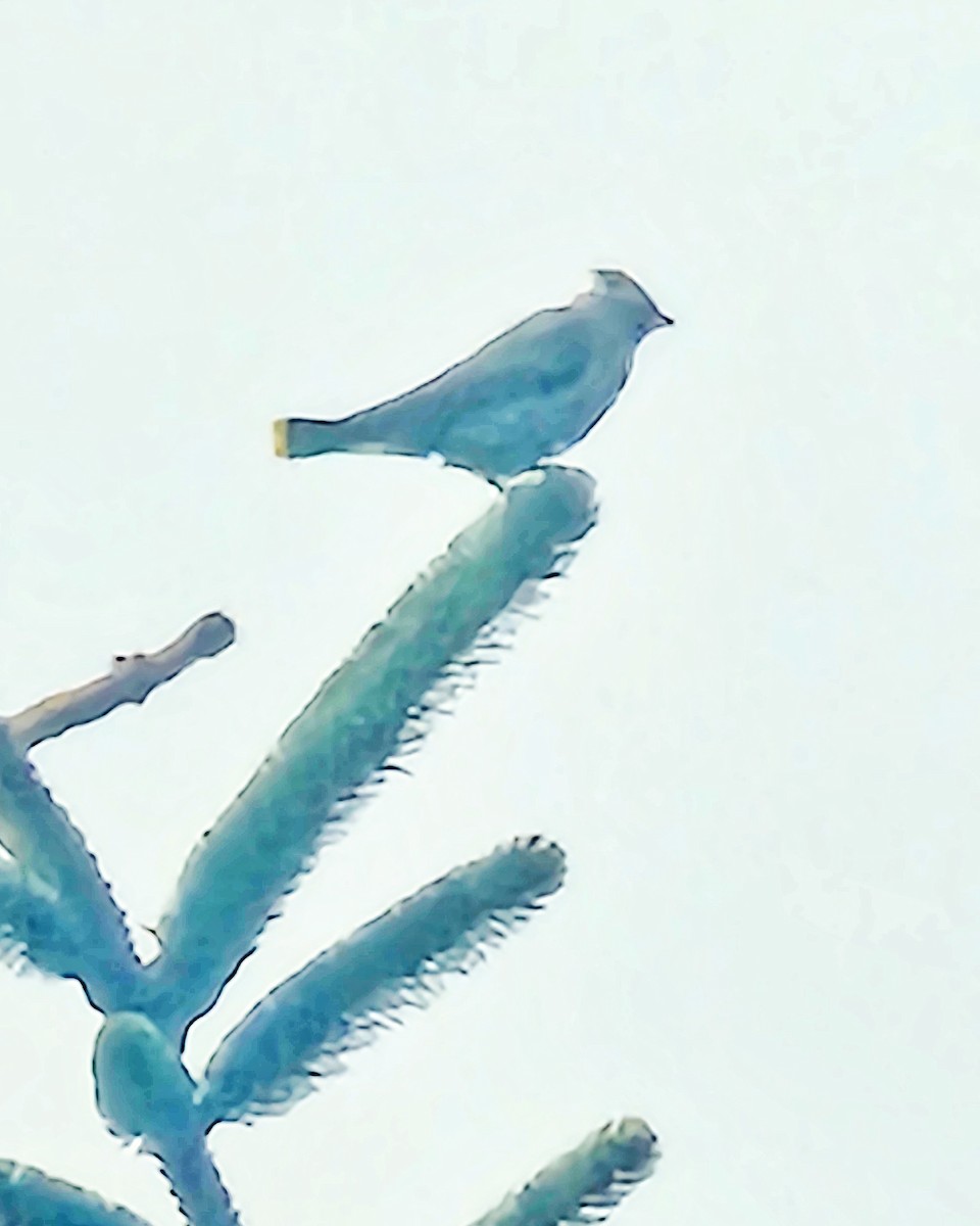 Cedar Waxwing - ML639304431