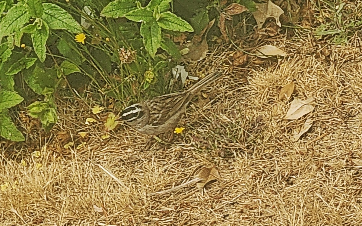 White-crowned Sparrow - ML639304435