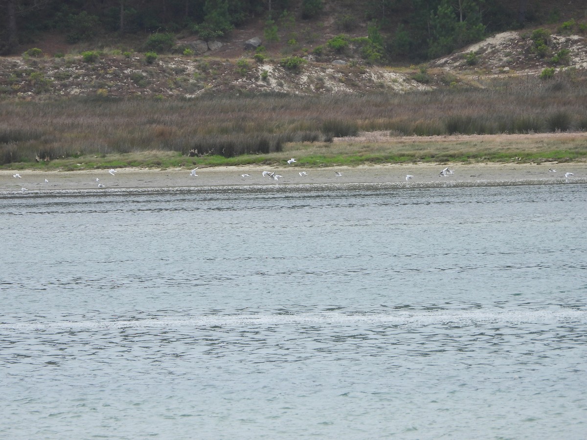 Black-headed Gull - ML639304437