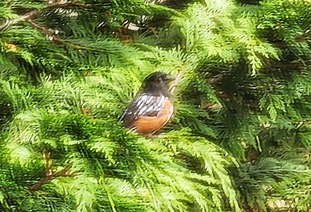 Spotted Towhee - ML639304440