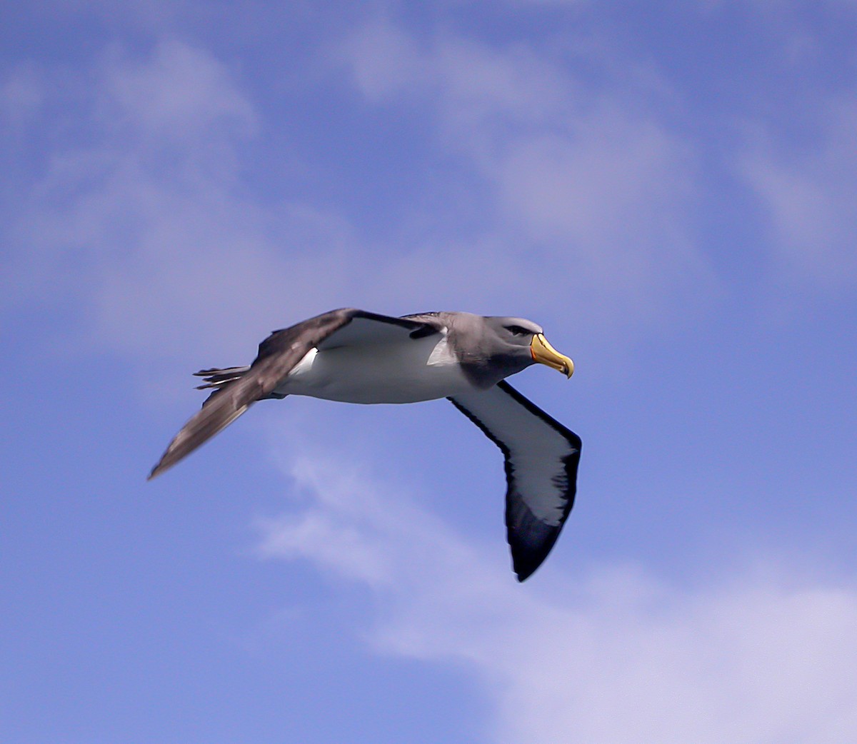 Chatham Albatross - ML639304563