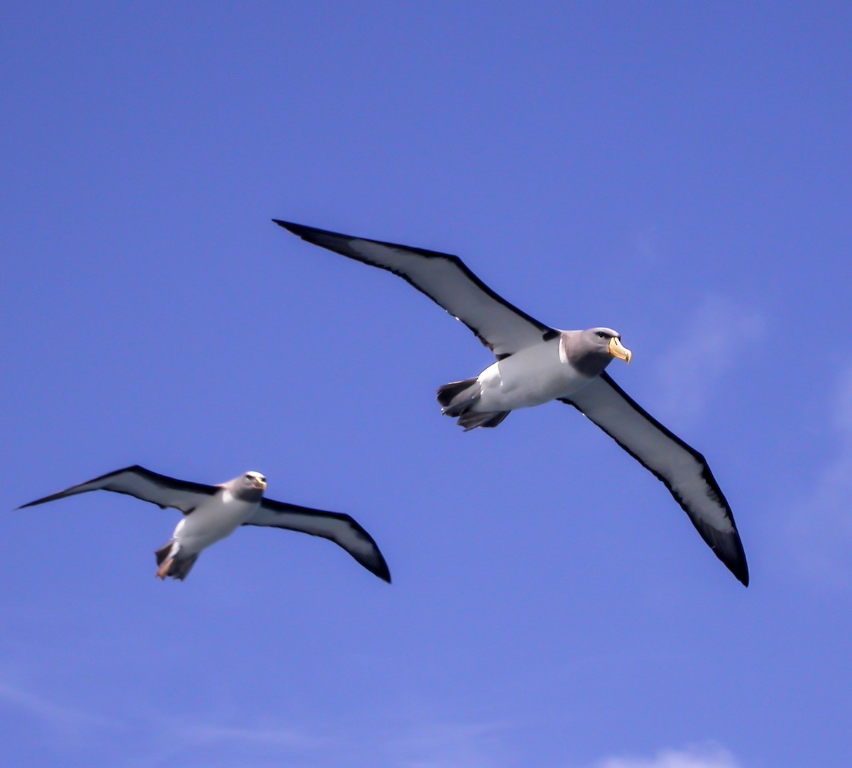 Chatham Albatross - ML639304568