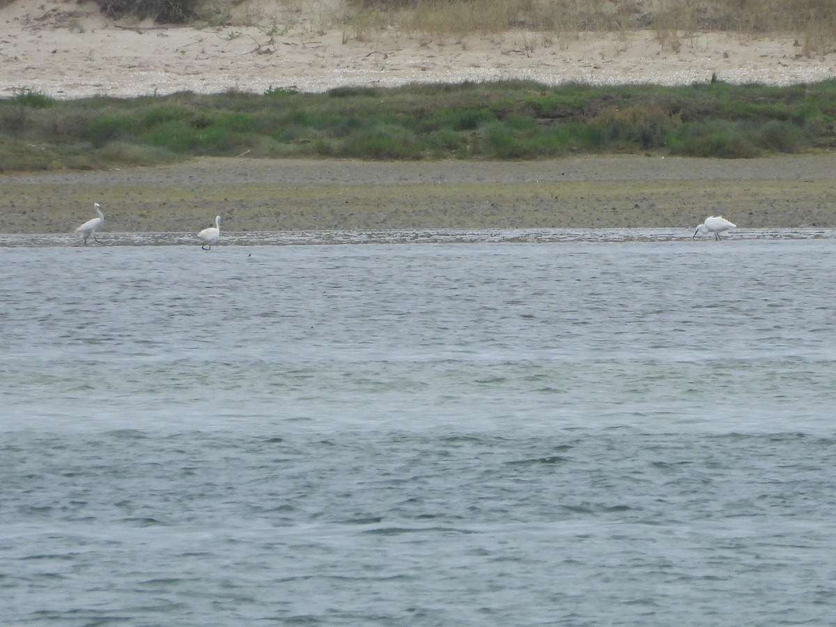 Little Egret - ML639304569