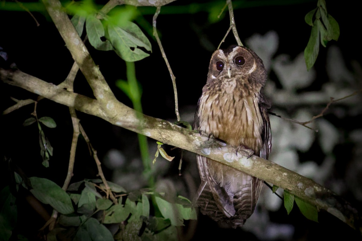 Mottled Owl - ML639304587