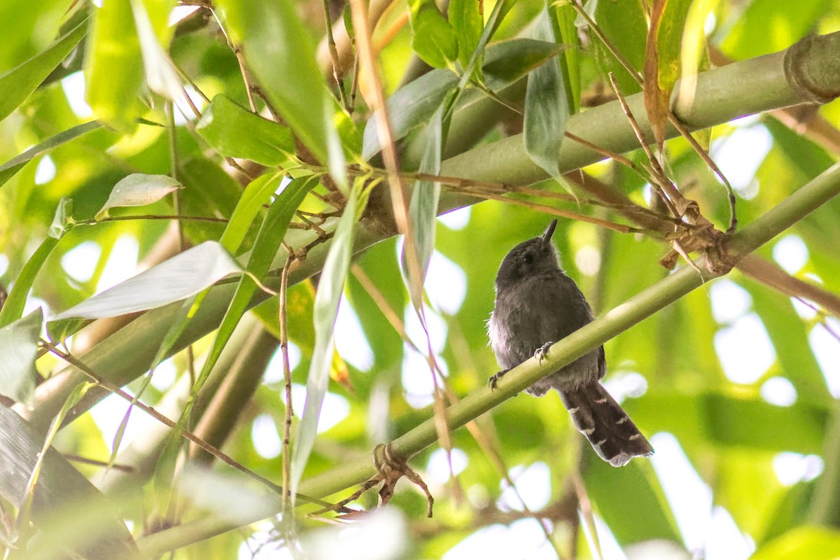 Rio de Janeiro Antbird - ML639304646