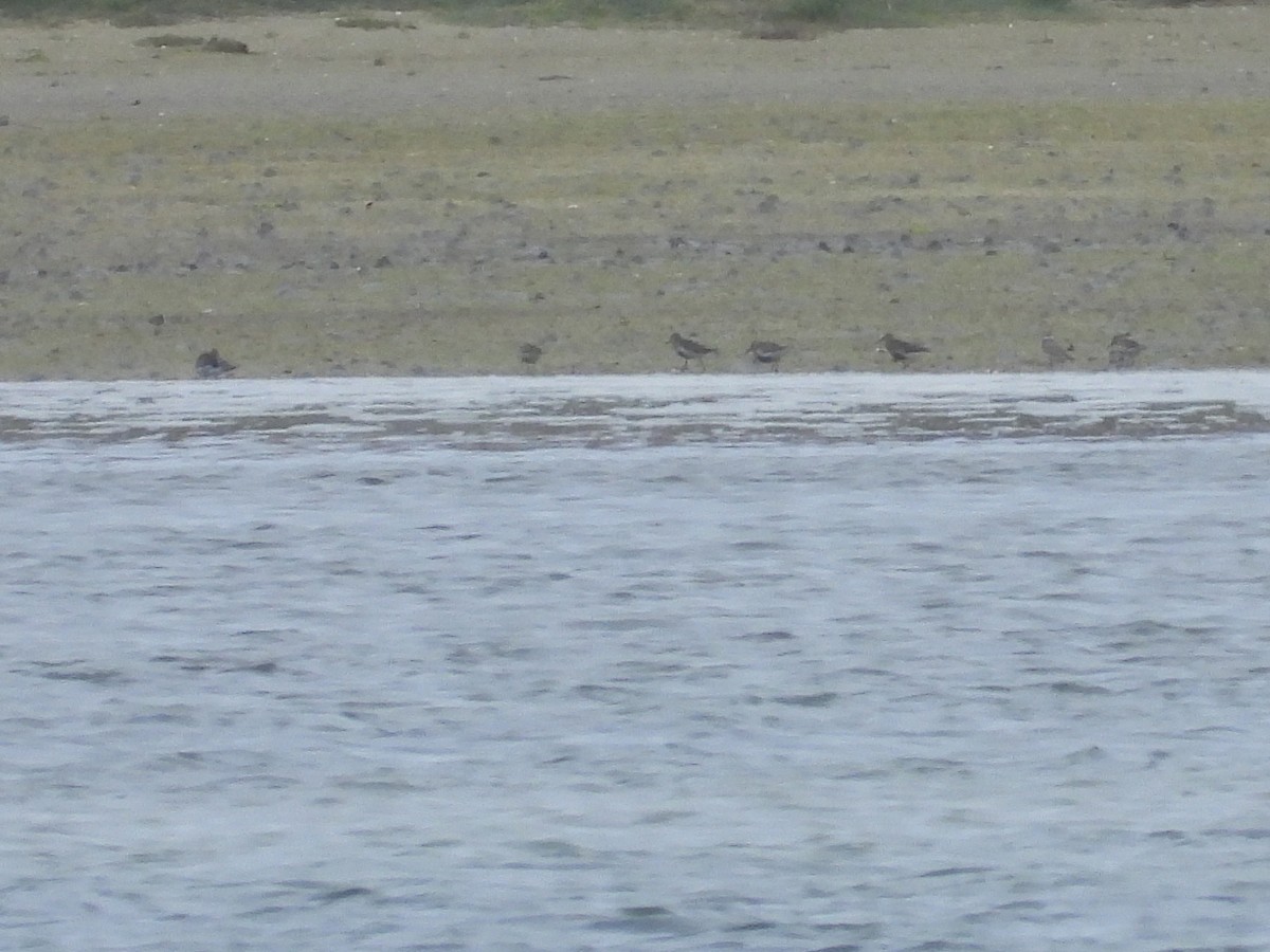 Dunlin - ML639304672