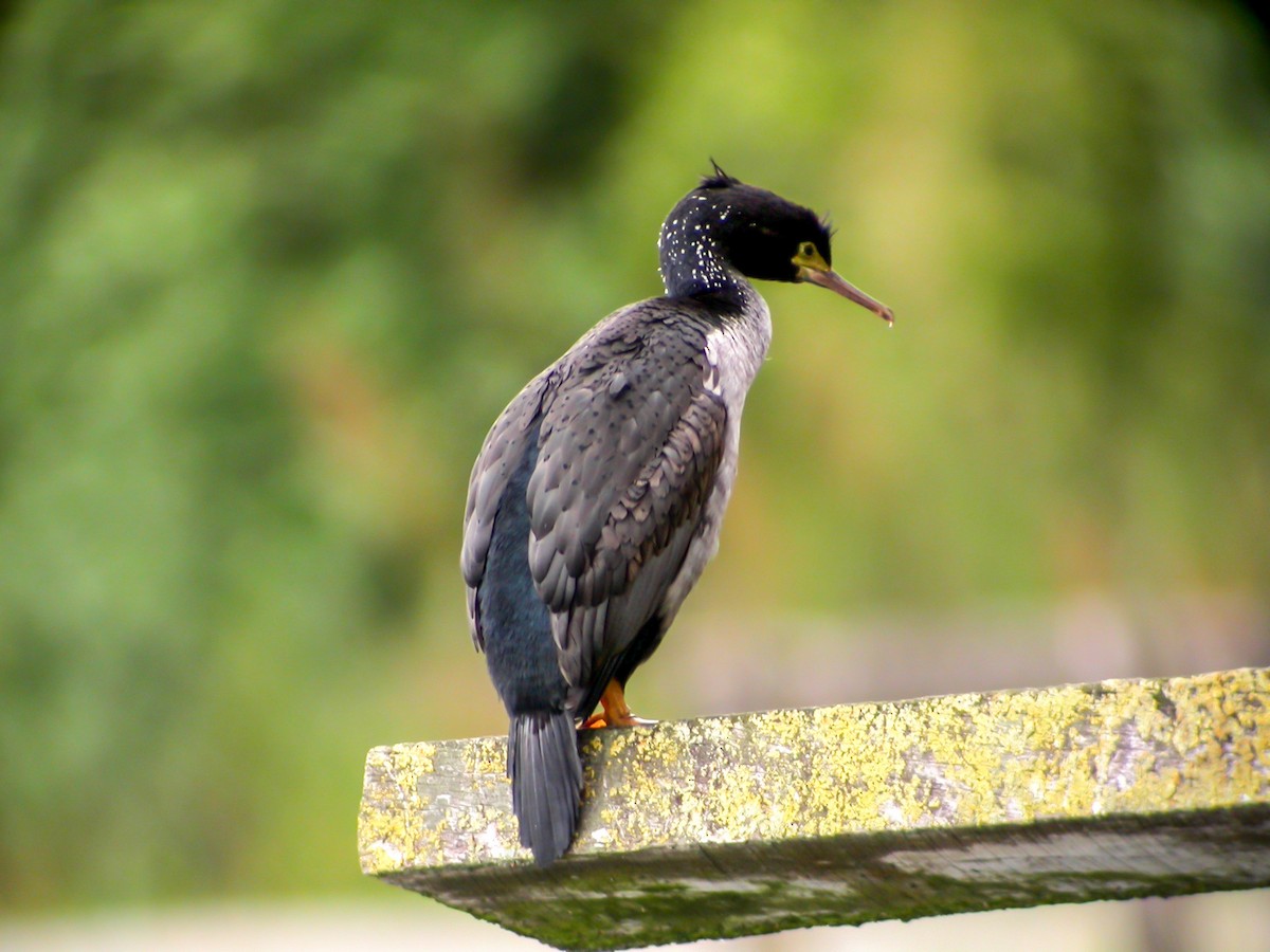 Pitt Island Shag - ML639304731