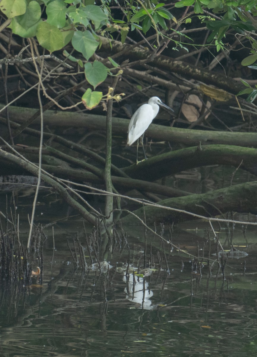 Pacific Reef-Heron - ML639304745