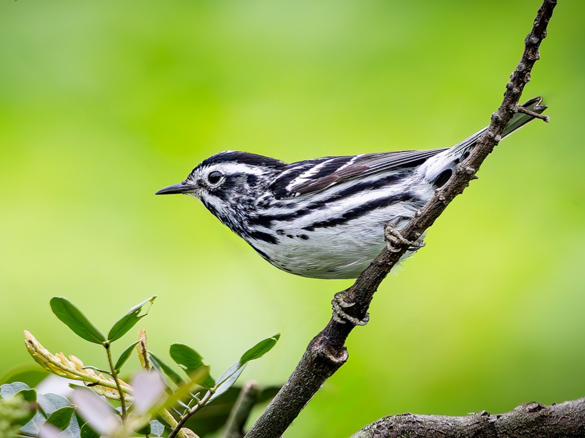 Black-and-white Warbler - ML639304749