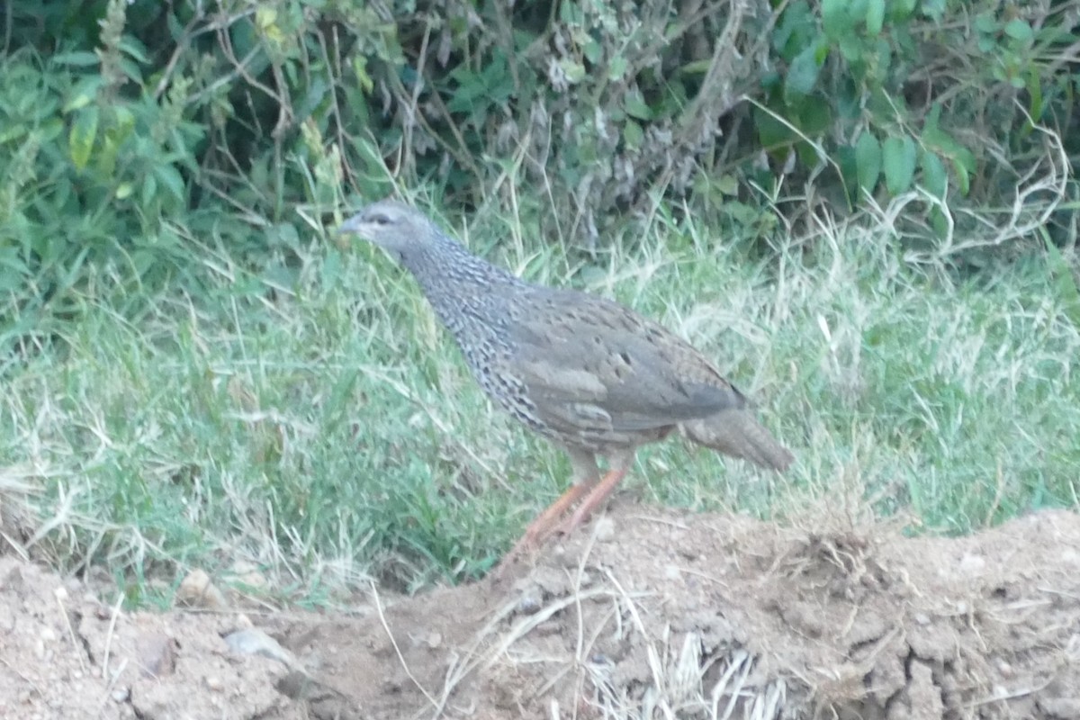 Hildebrandt's Spurfowl - ML639304768