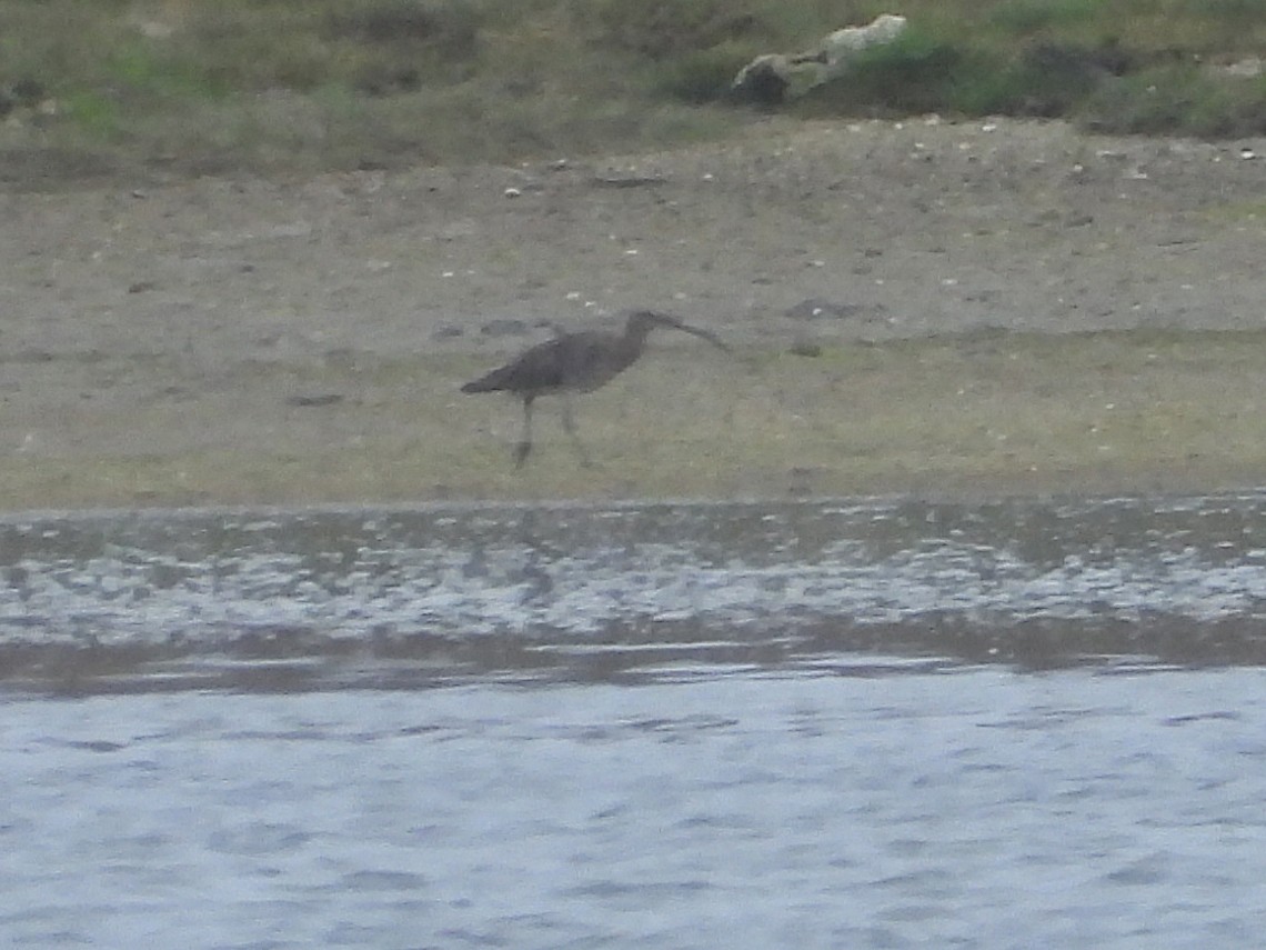 Eurasian Curlew - ML639304769