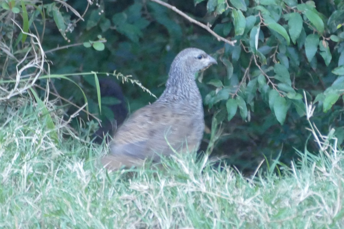 Hildebrandt's Spurfowl - ML639304770