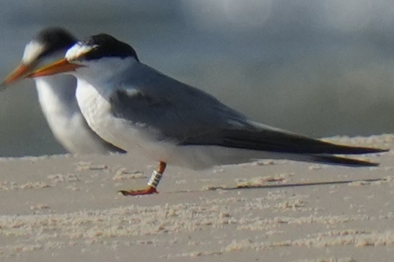 Little Tern - ML639304789
