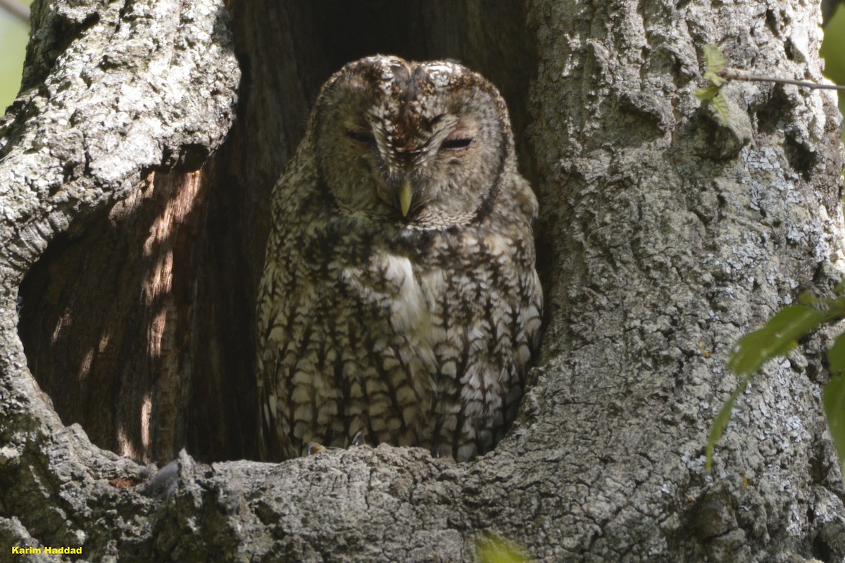Maghreb Owl - ML639304792