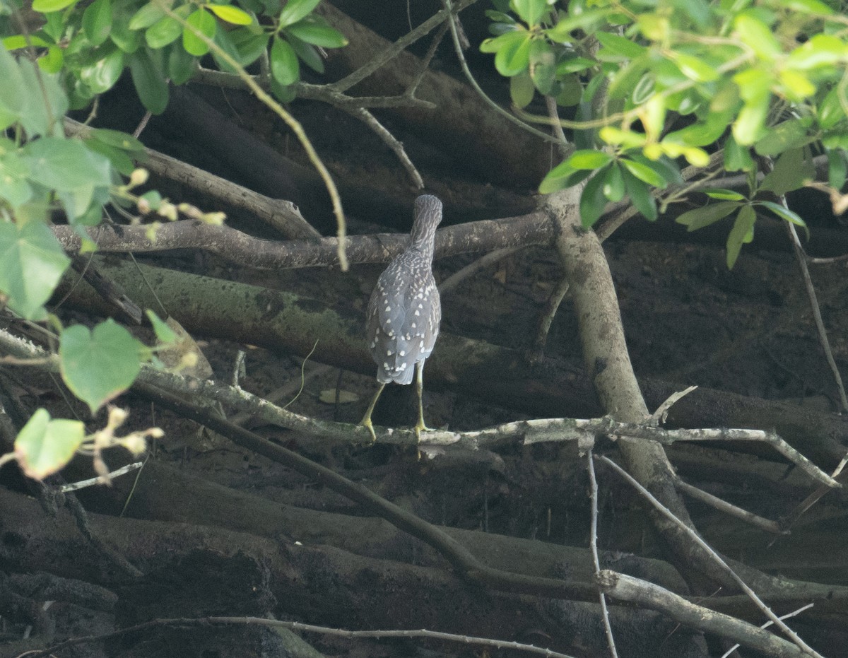 Little Heron - ML639304831