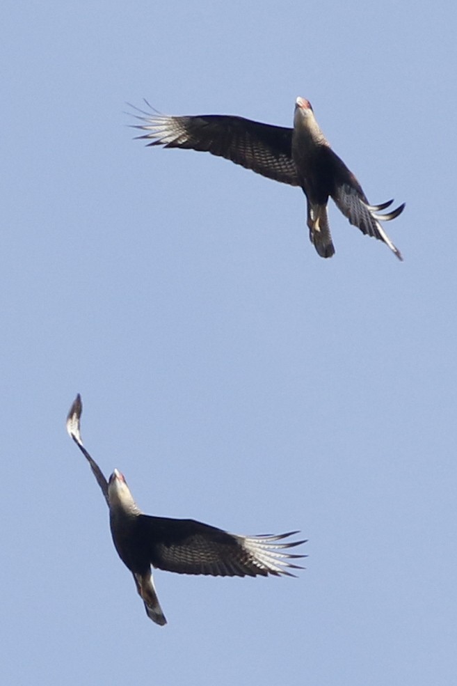 Crested Caracara - ML639304846