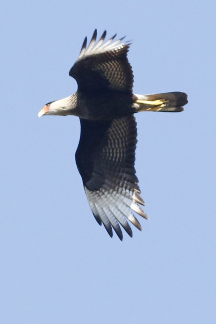 Crested Caracara - ML639304847