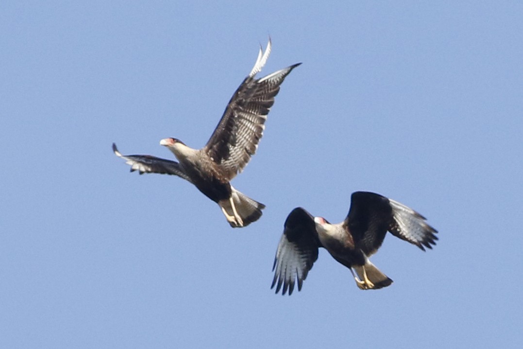 Crested Caracara - ML639304852