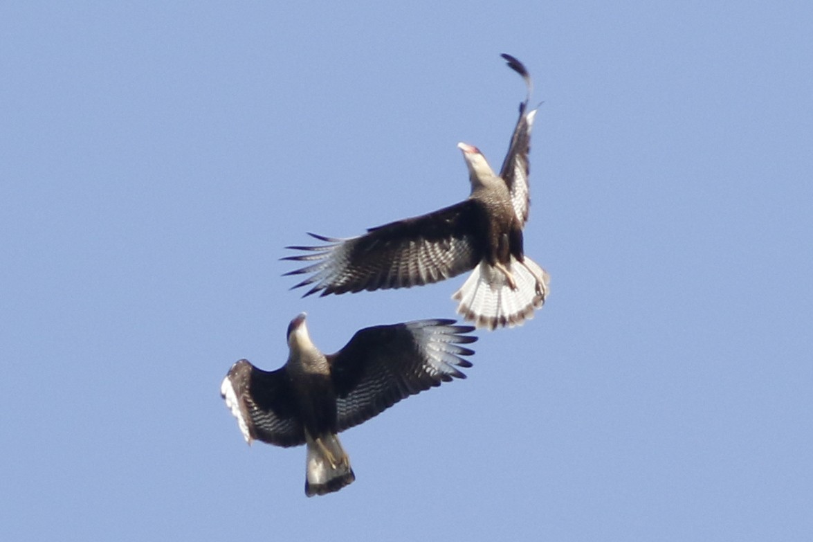 Crested Caracara - ML639304853