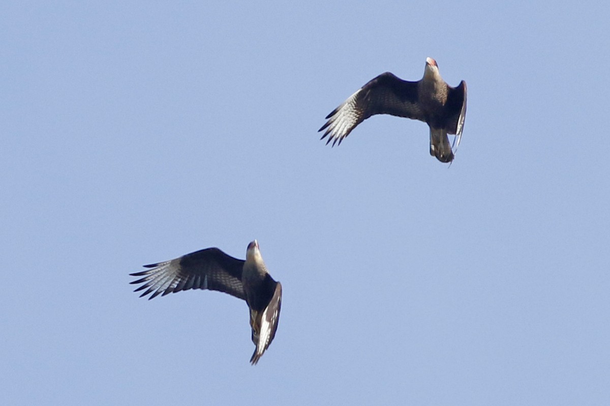 Crested Caracara - ML639304854
