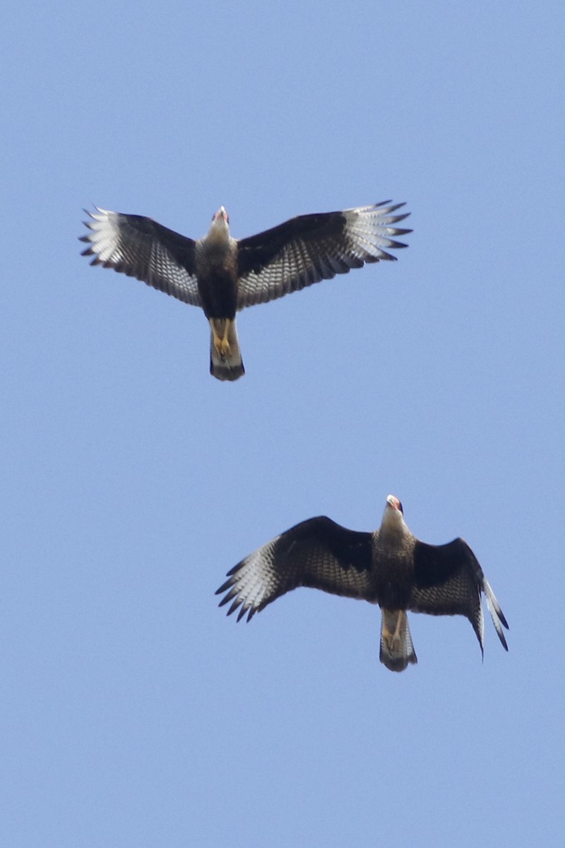 Crested Caracara - ML639304856